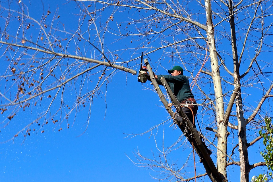 Tree, Woodcutter, Chainsaw, Pruning, Trimming, Felling