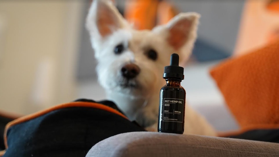 C:\Users\PC\Downloads\CBD-Oil-for-Dogs (1).jpg