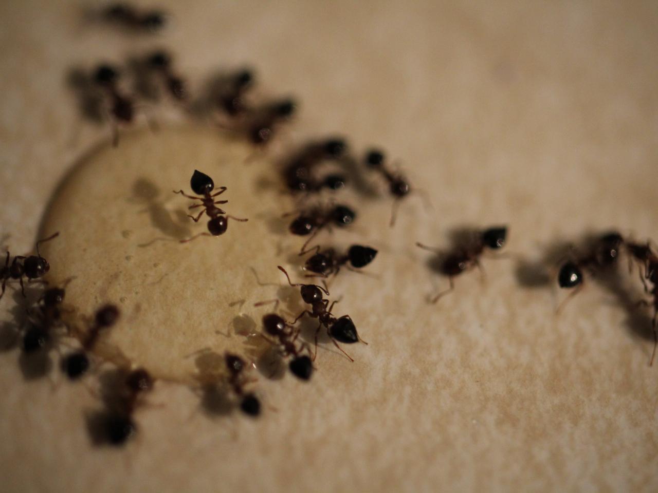 Ants In The Living Room Lyrics